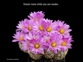 Escobaria minima Dream more while you are awake.  