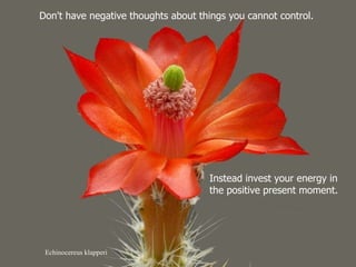Echinocereus klapperi Don't have negative thoughts about things you cannot control.  Instead invest your energy in the positive present moment. 