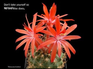 Matucana krahnii Don't take yourself so seriously.  No one else does . 