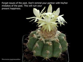 Discocactus pugionacanthus Forget issues of the past. Don't remind your partner with his/her  mistakes of the past. This will ruin your present happiness.  
