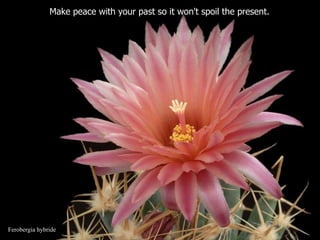 Ferobergia hybride Make peace with your past so it won't spoil the present.  