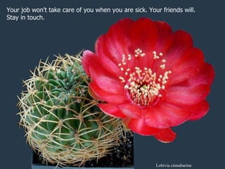 Lobivia cinnabarina Your job won't take care of you when you are sick. Your friends will.  Stay in touch.  