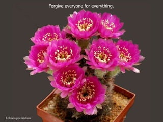Lobivia peclardiana Forgive everyone for everything.  