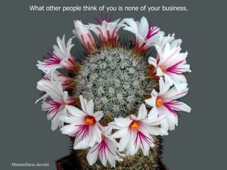 Mammillaria slevinii What other people think of you is none of your business.  