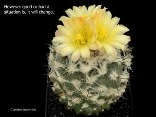 Copiapoa tenuissima However good or bad a situation is, it will change.  