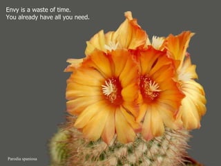 Parodia spaniosa Envy is a waste of time.  You already have all you need. 