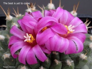Parodia spaniosa The best is yet to come.  