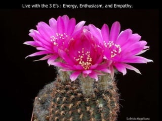 Lobivia tiegeliana Live with the 3 E's : Energy, Enthusiasm, and Empathy.  