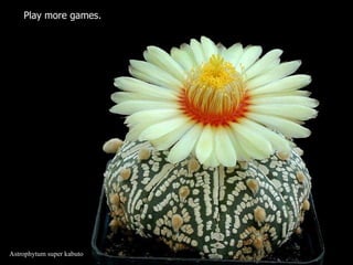 Astrophytum super kabuto Play more games.  