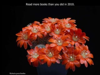 Rebutia poecilantha Read more books than you did in 2010.  