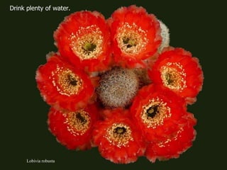 Lobivia robusta Drink plenty of water.  