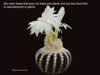 Discocactus horstii Eat more foods that grow on trees and plants and eat less food that  is manufactured in plants.  