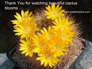Thank You for watching beautiful cactus
blooms ……..
www.oratechsolve.com
 