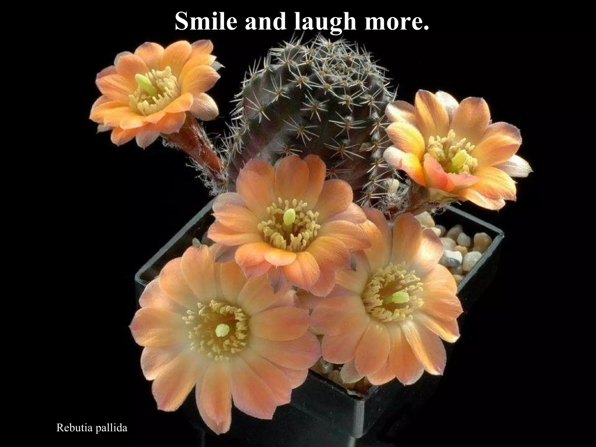 Rebutia pallida Smile and laugh more. 