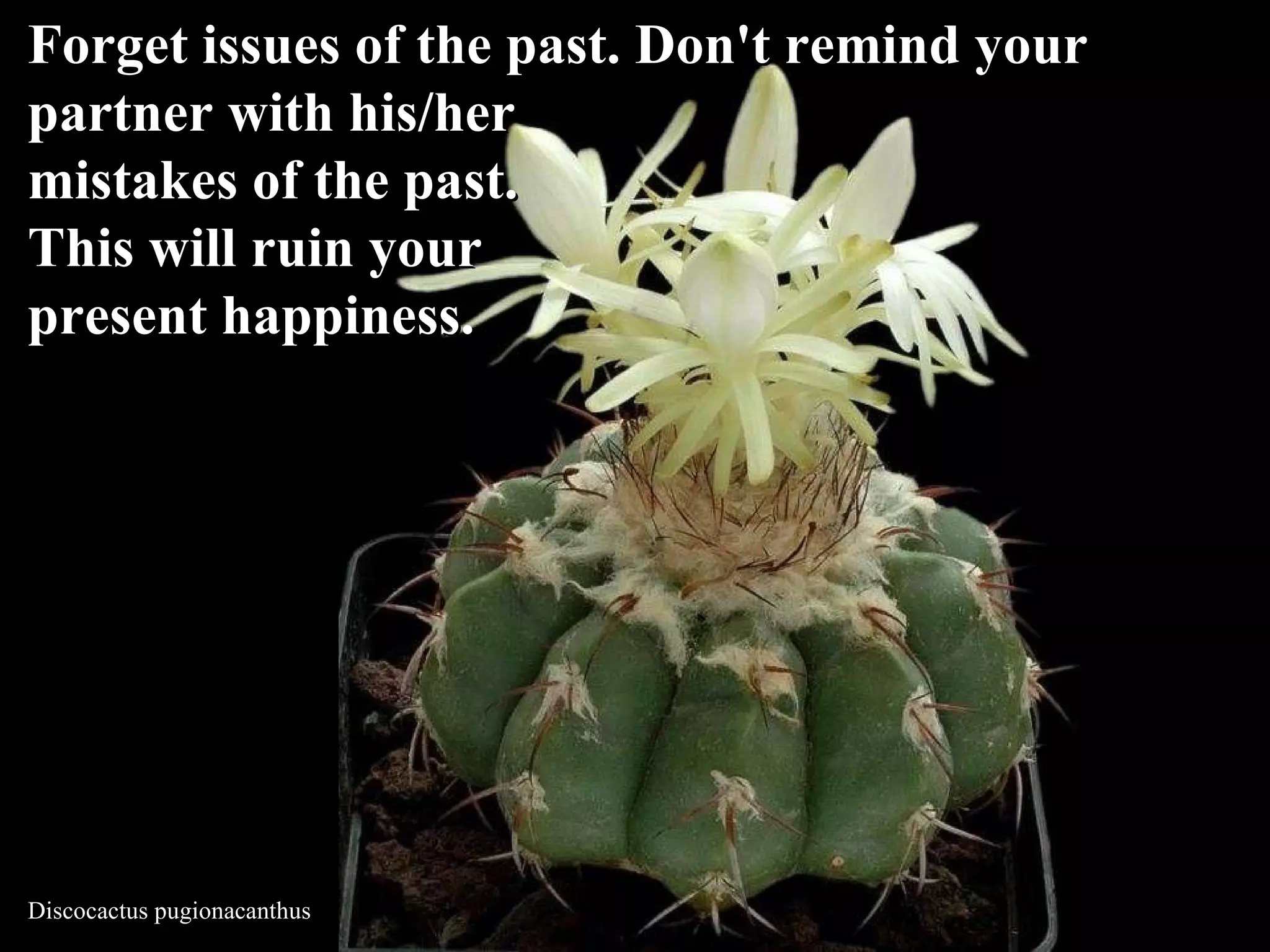 Discocactus pugionacanthus Forget issues of the past. Don't remind your  partner with his/her  mistakes of the past.  This will ruin your present happiness.   