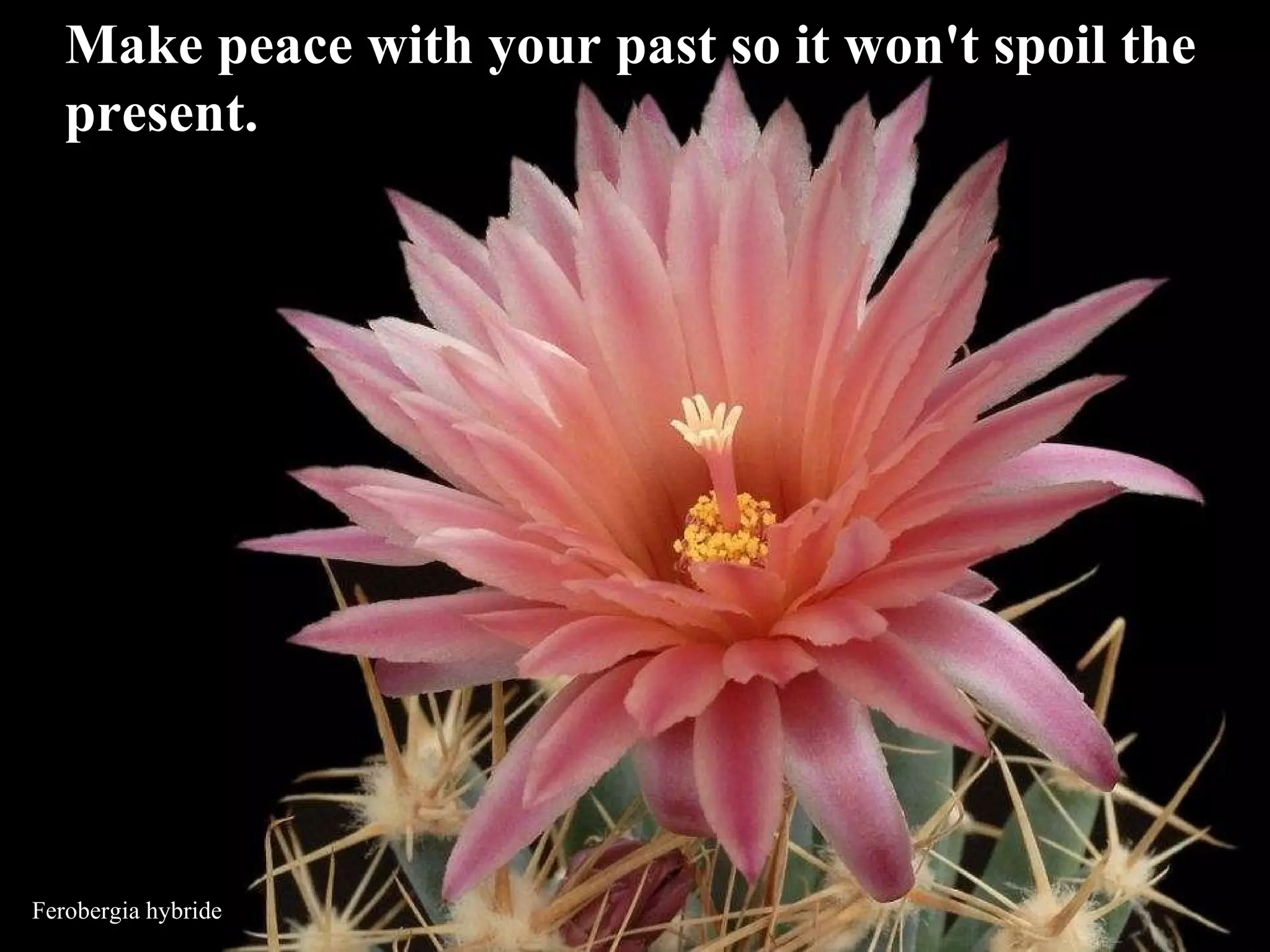 Ferobergia hybride Make peace with your past so it won't spoil the present.  