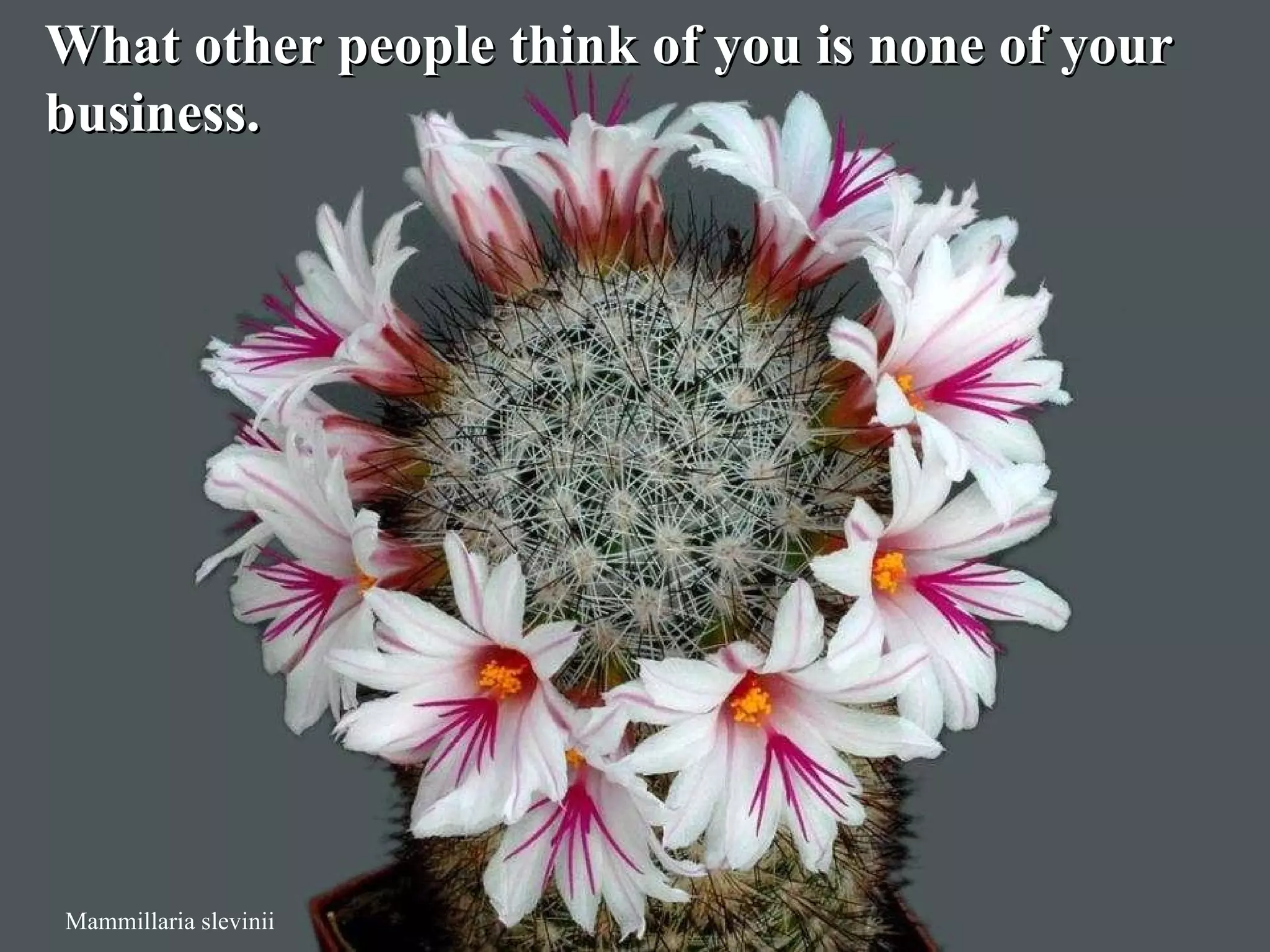 Mammillaria slevinii What other people think of you is none of your  business.  