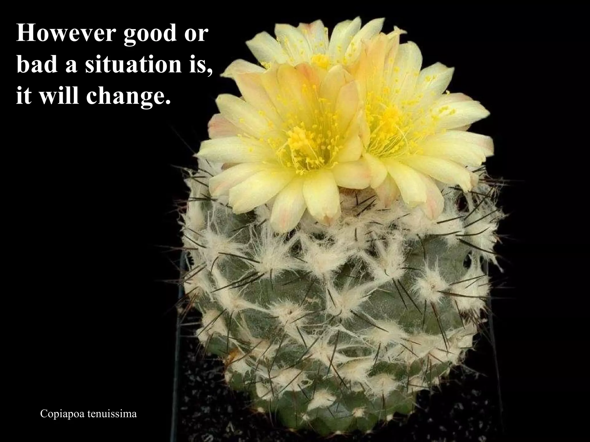Copiapoa tenuissima However good or  bad a situation is,  it will change.  