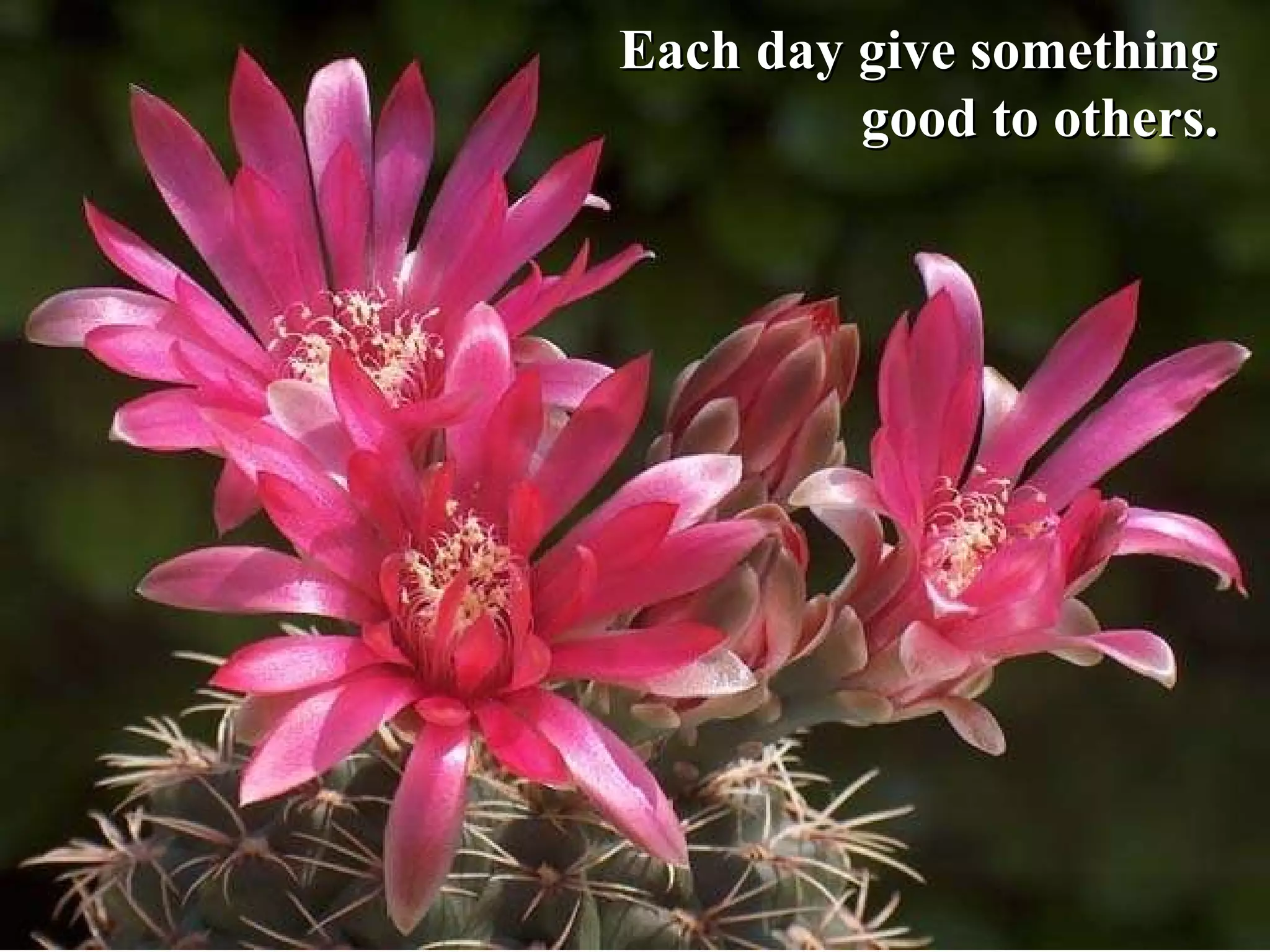 Each day give something  good to others.  
