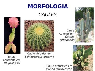 MORFOLOGIA
CAULES
Caule
achatado em
Rhipsalis sp
Caule globular em
Echinocereus grusonii
Caule arbustivo em
Opuntia leuchotricha
Caule
colunar em
Cereus
peruvianus
 