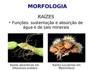 MORFOLOGIA
RAÍZES

Funções: sustentação e absorção de
água e de sais minerais
Raízes adventícias em
Hilocereus undatus
Raízes suculentas em
Mammillaria
 