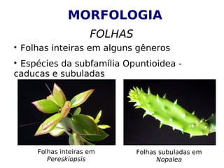 MORFOLOGIA
FOLHAS

Folhas inteiras em alguns gêneros

Espécies da subfamília Opuntioidea -
caducas e subuladas
Folhas inteiras em
Pereskiopsis
Folhas subuladas em
Nopalea
 