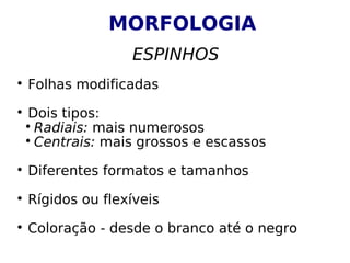 MORFOLOGIA
ESPINHOS

Folhas modificadas

Dois tipos:

Radiais: mais numerosos

Centrais: mais grossos e escassos

Diferentes formatos e tamanhos

Rígidos ou flexíveis

Coloração - desde o branco até o negro
 