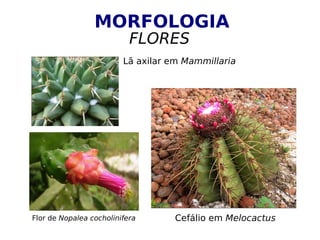 MORFOLOGIA
FLORES
Flor de Nopalea cocholinifera Cefálio em Melocactus
Lã axilar em Mammillaria
 