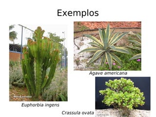 Exemplos
Agave americana
Euphorbia ingens
Crassula ovata
 