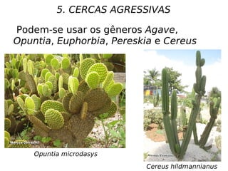 5. CERCAS AGRESSIVAS
Opuntia microdasys
Cereus hildmannianus
Podem-se usar os gêneros Agave,
Opuntia, Euphorbia, Pereskia e Cereus
 