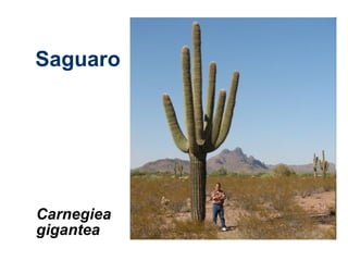 Carnegiea
gigantea
Saguaro
 