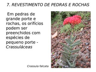 7. REVESTIMENTO DE PEDRAS E ROCHAS
Crassula falcata
Em pedras de
grande porte e
rochas, os orifícios
podem ser
preenchidos com
espécies de
pequeno porte -
Crassuláceas
 