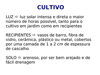 CULTIVO
LUZ  luz solar intensa e direta o maior
número de horas possível, tanto para o
cultivo em jardim como em recipientes
RECIPIENTES  vasos de barro, fibra de
vidro, cerâmica, plástico ou metal, cobertos
por uma camada de 1 a 2 cm de espessura
de cascalho
SOLO  arenoso, por ser bem arejado e de
fácil drenagem
 