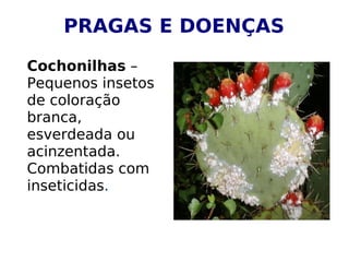 Cochonilhas –
Pequenos insetos
de coloração
branca,
esverdeada ou
acinzentada.
Combatidas com
inseticidas.
PRAGAS E DOENÇAS
 