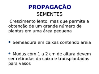 PROPAGAÇÃO
SEMENTES
Crescimento lento, mas que permite a
obtenção de um grande número de
plantas em uma área pequena
 Semeadura em caixas contendo areia
 Mudas com 1 a 2 cm de altura devem
ser retiradas da caixa e transplantadas
para vasos
 