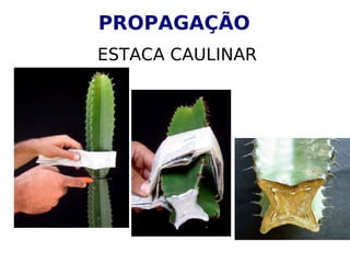 PROPAGAÇÃO
ESTACA CAULINAR
 