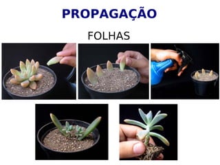 PROPAGAÇÃO
FOLHAS
 