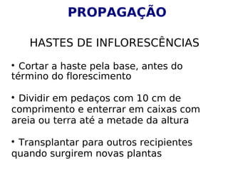 
Cortar a haste pela base, antes do
término do florescimento

Dividir em pedaços com 10 cm de
comprimento e enterrar em caixas com
areia ou terra até a metade da altura

Transplantar para outros recipientes
quando surgirem novas plantas
PROPAGAÇÃO
HASTES DE INFLORESCÊNCIAS
 