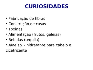 
Fabricação de fibras

Construção de casas

Toxinas

Alimentação (frutos, geléias)

Bebidas (tequila)

Aloe sp. - hidratante para cabelo e
cicatrizante
CURIOSIDADES
 