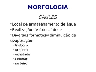 MORFOLOGIA

Local de armazenamento de água

Realização de fotossíntese

Diversos formatosdiminuição da
evaporação

Globoso

Arbóreo

Achatado

Colunar

rasteiro
CAULES
 