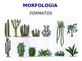 MORFOLOGIA
FORMATOS
 