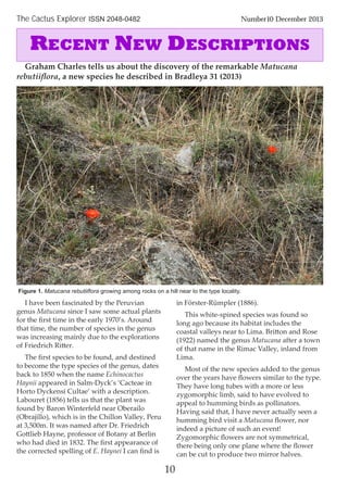 I have been fascinated by the Peruvian
genus Matucana since I saw some actual plants
for the ﬁrst time in the early 1970’s. Around
that time, the number of species in the genus
was increasing mainly due to the explorations
of Friedrich Ritter.
The ﬁrst species to be found, and destined
to become the type species of the genus, dates
back to 1850 when the name Echinocactus
Haynii appeared in Salm-Dyck’s ‘Cacteae in
Horto Dyckensi Cultae’ with a description.
Labouret (1856) tells us that the plant was
found by Baron Winterfeld near Oberailo
(Obrajillo), which is in the Chillon Valley, Peru
at 3,500m. It was named after Dr. Friedrich
Gottlieb Hayne, professor of Botany at Berlin
who had died in 1832. The ﬁrst appearance of
the corrected spelling of E. Haynei I can ﬁnd is
in Förster-Rümpler (1886).
This white-spined species was found so
long ago because its habitat includes the
coastal valleys near to Lima. Britton and Rose
(1922) named the genus Matucana after a town
of that name in the Rimac Valley, inland from
Lima.
Most of the new species added to the genus
over the years have ﬂowers similar to the type.
They have long tubes with a more or less
zygomorphic limb, said to have evolved to
appeal to humming birds as pollinators.
Having said that, I have never actually seen a
humming bird visit a Matucana ﬂower, nor
indeed a picture of such an event!
Zygomorphic ﬂowers are not symmetrical,
there being only one plane where the ﬂower
can be cut to produce two mirror halves.
10
The Cactus Explorer ISSN 2048-0482 Number10 December 2013
RECENT NEW DESCRIPTIONS
Graham Charles tells us about the discovery of the remarkable Matucana
rebutiiﬂora, a new species he described in Bradleya 31 (2013)
Figure 1. Matucana rebutiiflora growing among rocks on a hill near to the type locality.
 