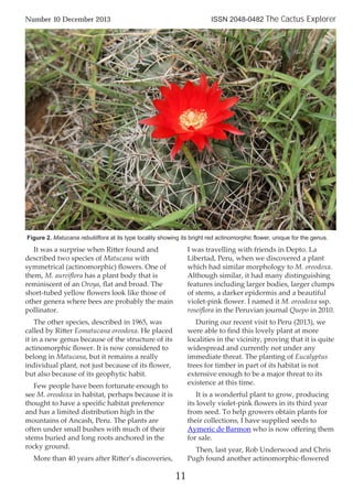 It was a surprise when Ritter found and
described two species of Matucana with
symmetrical (actinomorphic) ﬂowers. One of
them, M. aureiﬂora has a plant body that is
reminiscent of an Oroya, ﬂat and broad. The
short-tubed yellow ﬂowers look like those of
other genera where bees are probably the main
pollinator.
The other species, described in 1965, was
called by Ritter Eomatucana oreodoxa. He placed
it in a new genus because of the structure of its
actinomorphic ﬂower. It is now considered to
belong in Matucana, but it remains a really
individual plant, not just because of its ﬂower,
but also because of its geophytic habit.
Few people have been fortunate enough to
see M. oreodoxa in habitat, perhaps because it is
thought to have a speciﬁc habitat preference
and has a limited distribution high in the
mountains of Ancash, Peru. The plants are
often under small bushes with much of their
stems buried and long roots anchored in the
rocky ground.
More than 40 years after Ritter’s discoveries,
I was travelling with friends in Depto. La
Libertad, Peru, when we discovered a plant
which had similar morphology to M. oreodoxa.
Although similar, it had many distinguishing
features including larger bodies, larger clumps
of stems, a darker epidermis and a beautiful
violet-pink ﬂower. I named it M. oreodoxa ssp.
roseiﬂora in the Peruvian journal Quepo in 2010.
During our recent visit to Peru (2013), we
were able to ﬁnd this lovely plant at more
localities in the vicinity, proving that it is quite
widespread and currently not under any
immediate threat. The planting of Eucalyptus
trees for timber in part of its habitat is not
extensive enough to be a major threat to its
existence at this time.
It is a wonderful plant to grow, producing
its lovely violet-pink ﬂowers in its third year
from seed. To help growers obtain plants for
their collections, I have supplied seeds to
Aymeric de Barmon who is now oﬀering them
for sale.
Then, last year, Rob Underwood and Chris
Pugh found another actinomorphic-ﬂowered
11
Number 10 December 2013 ISSN 2048-0482 The Cactus Explorer
Figure 2. Matucana rebutiiflora at its type locality showing its bright red actinomorphic flower, unique for the genus.
 