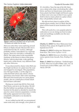 Matucana when they were exploring around
Sihuas in Depto Ancash. Because this one is
somewhat less like M. oreodoxa, although
probably related, I described it as a separate
species, Matucana rebutiiﬂora, in Bradleya 31
(2013). The name refers to the remarkable
similarity of the ﬂower to that of the genus
Rebutia, with its short tube, wide-opening
tepals and a white throat, very diﬀerent from
any other Matucana.
It was discovered by chance when Rob saw
the bright red ﬂower of a plant near the road
and stopped to investigate. This population,
now the type locality, is at the edge of a
cultivated ﬁeld where only about a dozen
specimens were found. After some searching,
Rob and Chris found only two more plants
nearby, also on a small piece of land which
had not been cultivated.
During our recent trip (2013), Chris took
Paul Hoxey and me to see the place. We felt
that the habitat was perhaps not the prime
location for the plant so decided to search the
area for a more extensive population. A rocky
hill nearby appeared not to have been
completely cultivated so we decided to
investigate.
As we walked up the hill, we encountered
some rocks and, sure enough, a few plants of
M. rebutiiﬂora. Near the top of the hill, there
was a steep rocky slope overlooking the valley
below and here we found many more plants.
Some plants had their bright red ﬂowers open,
so these were very easy to ﬁnd. It was a great
thrill to ﬁnd so many plants in a place where
they will probably remain safe.
We did not have time to explore all the
similar places nearby, but it is likely that the
plant will be found at more locations in the
future.
This will surely be a very popular plant in
cultivation so we are doing our best to make
seed and seedlings available over the next
couple of years.
GC
References
Charles, G. (2010) Two New Matucanas from
Northern Peru. Quepo 24: English text 64-71;
Spanish text 72-75
Charles, G. (2011) Exciting new Matucanas
from Peru. The Cactus Explorer 1: 8-11
Charles, G. (2013) Matucana rebutiiﬂora, a new
cactus species from Ancash, Peru. Bradleya 31:
2-4.
Ritter, F. (1965) Neue Kakteen - Entdeckungen
in Peru. Matucana aureiﬂora Ritter, spec. nov. &
Eomatucana oreodoxa Ritter, spec. nov. KuaS
16(12): 229-230
12
The Cactus Explorer ISSN 2048-0482 Number10 December 2013
Figure 3. Matucana rebutiiflora near its type locality.
The flowers are visible from far away.
 