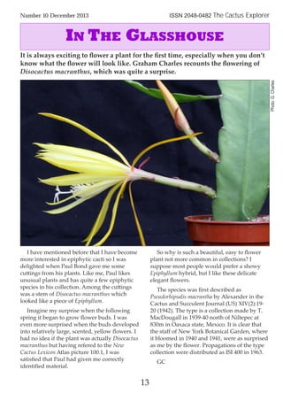 I have mentioned before that I have become
more interested in epiphytic cacti so I was
delighted when Paul Bond gave me some
cuttings from his plants. Like me, Paul likes
unusual plants and has quite a few epiphytic
species in his collection. Among the cuttings
was a stem of Disocactus macranthus which
looked like a piece of Epiphyllum.
Imagine my surprise when the following
spring it began to grow ﬂower buds. I was
even more surprised when the buds developed
into relatively large, scented, yellow ﬂowers. I
had no idea if the plant was actually Disocactus
macranthus but having refered to the New
Cactus Lexicon Atlas picture 100.1, I was
satisﬁed that Paul had given me correctly
identiﬁed material.
So why is such a beautiful, easy to ﬂower
plant not more common in collections? I
suppose most people would prefer a showy
Epiphyllum hybrid, but I like these delicate
elegant ﬂowers.
The species was ﬁrst described as
Pseudorhipsalis macrantha by Alexander in the
Cactus and Succulent Journal (US) XIV(2):19-
20 (1942). The type is a collection made by T.
MacDougall in 1939-40 north of Niltepec at
830m in Oaxaca state, Mexico. It is clear that
the staﬀ of New York Botanical Garden, where
it bloomed in 1940 and 1941, were as surprised
as me by the ﬂower. Propagations of the type
collection were distributed as ISI 400 in 1963.
GC
13
Number 10 December 2013 ISSN 2048-0482 The Cactus Explorer
IN THE GLASSHOUSE
It is always exciting to ﬂower a plant for the ﬁrst time, especially when you don’t
know what the ﬂower will look like. Graham Charles recounts the ﬂowering of
Disocactus macranthus, which was quite a surprise.
Photo:G.Charles
 