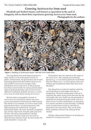 Growing plants from seeds helps to preserve a
large variety as well as the genetic activity of
plants. Unfortunately, the germination rate of some
interesting plants from the northern (Sclerocactus)
and southern (Austrocactus) margins of the
distribution area of cacti is low. In the past there
have been several articles in various journals about
improving the germination rate of Sclerocactus by
different scarification methods. However, we have
never seen an article about sowing Austrocactus.
We have been sowing plenty of seeds of
Austrocactus for several years and by now have
grown many plants to flowering size. Before going
into details of our methods, we want to share some
general observations. An important point is the
right timing for the seed harvest. For good
germination ability, the fruits should be completely
ripe and dry. Ripe fruits normally split open from
the base. We always had problems with bad
germination when the seeds were too fresh or
collected from immature fruits. For best results, the
seeds should be 1-2 years old.
Germination rates also depend on the origin of
the Austrocactus. The creeping and clustering
species (e.g. A. coxii) tend to germinate much better
than the solitary (e.g. A. bertinii) species, that is the
Andean species germinate better than those from
the plains.
One thing that we noticed in habitat is that the
soil temperature is much higher than the air
temperature. The lower temperature of the air is
caused by the rather strong winds that also dry the
soil quickly after rain. Seeds can only germinate in
spots that are protected from the wind, such as in
rock crevices or under small bushes. In such places
it is warmer and there is more humidity. In habitat,
seeds are taken there mostly by ants that are
attracted by the sweet fruits. They eat all of the
fleshy substance and leave the seeds perfectly
cleaned.
All these observations helped us to develop our
method for sowing Austrocactus.
14
The Cactus Explorer ISSN 2048-0482 Number10 December 2013
Growing Austrocactus from seed
Elisabeth and Norbert Sarnes, well known as specialists in the cacti of
Patagonia, tell us about their experiences growing Austrocactus from seed.
Photographs by the authors
Figure 1. Seedlings of Austrocactus bertinii SAR 4061 from Caleta Olivia.
 