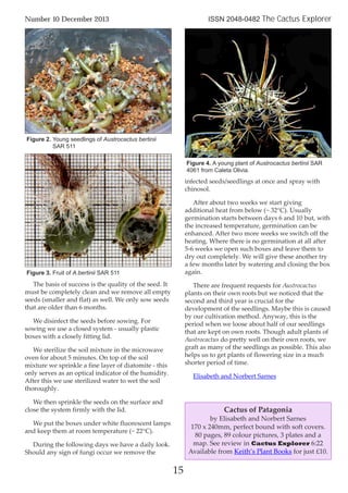 15
Number 10 December 2013 ISSN 2048-0482 The Cactus Explorer
The basis of success is the quality of the seed. It
must be completely clean and we remove all empty
seeds (smaller and flat) as well. We only sow seeds
that are older than 6 months.
We disinfect the seeds before sowing. For
sowing we use a closed system - usually plastic
boxes with a closely fitting lid.
We sterilize the soil mixture in the microwave
oven for about 5 minutes. On top of the soil
mixture we sprinkle a fine layer of diatomite - this
only serves as an optical indicator of the humidity.
After this we use sterilized water to wet the soil
thoroughly.
We then sprinkle the seeds on the surface and
close the system firmly with the lid.
We put the boxes under white fluorescent lamps
and keep them at room temperature (~ 22°C).
During the following days we have a daily look.
Should any sign of fungi occur we remove the
infected seeds/seedlings at once and spray with
chinosol.
After about two weeks we start giving
additional heat from below (~ 32°C). Usually
germination starts between days 6 and 10 but, with
the increased temperature, germination can be
enhanced. After two more weeks we switch off the
heating. Where there is no germination at all after
5-6 weeks we open such boxes and leave them to
dry out completely. We will give these another try
a few months later by watering and closing the box
again.
There are frequent requests for Austrocactus
plants on their own roots but we noticed that the
second and third year is crucial for the
development of the seedlings. Maybe this is caused
by our cultivation method. Anyway, this is the
period when we loose about half of our seedlings
that are kept on own roots. Though adult plants of
Austrocactus do pretty well on their own roots, we
graft as many of the seedlings as possible. This also
helps us to get plants of flowering size in a much
shorter period of time.
Elisabeth and Norbert Sarnes
Figure 2. Young seedlings of Austrocactus bertinii
SAR 511
Figure 4. A young plant of Austrocactus bertinii SAR
4061 from Caleta Olivia.
Figure 3. Fruit of A.bertinii SAR 511
Cactus of Patagonia
by Elisabeth and Norbert Sarnes
170 x 240mm, perfect bound with soft covers.
80 pages, 89 colour pictures, 3 plates and a
map. See review in Cactus Explorer 6:22
Available from Keith’s Plant Books for just £10.
 