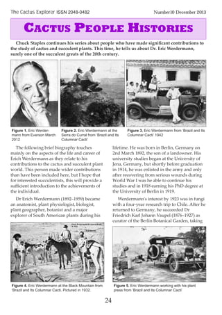24
The Cactus Explorer ISSN 2048-0482 Number10 December 2013
The following brief biography touches
mainly on the aspects of the life and career of
Erich Werdermann as they relate to his
contributions to the cactus and succulent plant
world. This person made wider contributions
than have been included here, but I hope that
for interested succulentists, this will provide a
suﬃcient introduction to the achievements of
the individual.
Dr Erich Werdermann (1892–1959) became
an anatomist, plant physiologist, biologist,
plant geographer, botanist and a major
explorer of South American plants during his
lifetime. He was born in Berlin, Germany on
2nd March 1892, the son of a landowner. His
university studies began at the University of
Jena, Germany, but shortly before graduation
in 1914, he was enlisted in the army and only
after recovering from serious wounds during
World War I was he able to continue his
studies and in 1918 earning his PhD degree at
the University of Berlin in 1919.
Werdermann's interest by 1923 was in fungi
with a four-year research trip to Chile. After he
returned to Germany, he succeeded Dr
Friedrich Karl Johann Vaupel (1876–1927) as
curator of the Berlin Botanical Garden, taking
Chuck Staples continues his series about people who have made signiﬁcant contributions to
the study of cactus and succulent plants. This time, he tells us about Dr. Eric Werdermann,
surely one of the succulent greats of the 20th century.
CACTUS PEOPLE HISTORIES
Figure 1. Eric Werder-
mann from Everson March
2012
Figure 3. Eric Werdermann from ‘Brazil and Its
Columnar Cacti’ 1942
Figure 4. Eric Werdermann at the Black Mountain from
‘Brazil and Its Columnar Cacti. Pictured in 1932.
Figure 5. Eric Werdermann working with his plant
press from ‘Brazil and Its Columnar Cacti’
Figure 2. Eric Werdermann at the
Serra do Curral from ‘Brazil and Its
Columnar Cacti’
 