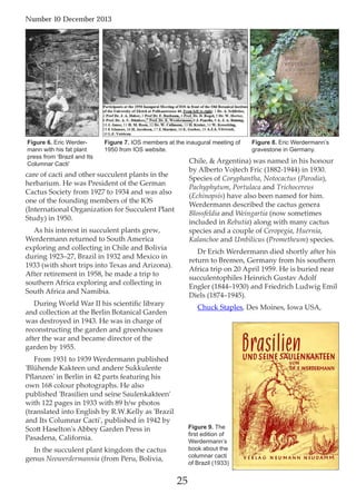 25
Number 10 December 2013
care of cacti and other succulent plants in the
herbarium. He was President of the German
Cactus Society from 1927 to 1934 and was also
one of the founding members of the IOS
(International Organization for Succulent Plant
Study) in 1950.
As his interest in succulent plants grew,
Werdermann returned to South America
exploring and collecting in Chile and Bolivia
during 1923–27, Brazil in 1932 and Mexico in
1933 (with short trips into Texas and Arizona).
After retirement in 1958, he made a trip to
southern Africa exploring and collecting in
South Africa and Namibia.
During World War II his scientiﬁc library
and collection at the Berlin Botanical Garden
was destroyed in 1943. He was in charge of
reconstructing the garden and greenhouses
after the war and became director of the
garden by 1955.
From 1931 to 1939 Werdermann published
'Blühende Kakteen und andere Sukkulente
Pﬂanzen' in Berlin in 42 parts featuring his
own 168 colour photographs. He also
published 'Brasilien und seine Saulenkakteen'
with 122 pages in 1933 with 89 b/w photos
(translated into English by R.W.Kelly as 'Brazil
and Its Columnar Cacti', published in 1942 by
Scott Haselton's Abbey Garden Press in
Pasadena, California.
In the succulent plant kingdom the cactus
genus Neowerdermannia (from Peru, Bolivia,
Chile, & Argentina) was named in his honour
by Alberto Vojtech Fric (1882-1944) in 1930.
Species of Coryphantha, Notocactus (Parodia),
Pachyphytum, Portulaca and Trichocereus
(Echinopsis) have also been named for him.
Werdermann described the cactus genera
Blossfeldia and Weingartia (now sometimes
included in Rebutia) along with many cactus
species and a couple of Ceropegia, Huernia,
Kalanchoe and Umbilicus (Prometheum) species.
Dr Erich Werdermann died shortly after his
return to Bremen, Germany from his southern
Africa trip on 20 April 1959. He is buried near
succulentophiles Heinrich Gustav Adolf
Engler (1844–1930) and Friedrich Ludwig Emil
Diels (1874–1945).
Chuck Staples, Des Moines, Iowa USA,
Figure 6. Eric Werder-
mann with his fat plant
press from ‘Brazil and Its
Columnar Cacti’
Figure 8. Eric Werdermann’s
gravestone in Germany.
Figure 9. The
first edition of
Werdermann’s
book about the
columnar cacti
of Brazil (1933)
Figure 7. IOS members at the inaugural meeting of
1950 from IOS website.
 