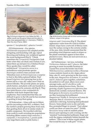 species: C. leucophaea & C. sphaerica ‘tumida’.
[2] Echinocereeae – five species.
Neoraimondia arequipensis has adapted areoles
elongating and branching with age, repeat
flowering and looking very sculptural against
the ocean background [Fig.1]. “I think
sometimes the Corryocactus brachypetalus look
better when they are dead; and I reckon if you
tidied them up and put it in a Chelsea Flower
Show garden they would be called
architectural.” Corryocactus aureus is a
stoloniferous semi-prostrate species.
Browningia candelaris trees covered with
Tillandsias (rare on Browningia) was a surprise
to find in this little-explored habitat. Paul
found Eulychnia ritteri growing four to five
metres tall in a very dry valley near Chala on
barren hillsides. The juvenile plants are spiny,
adults hairier, and plants with one hundred or
more stems must be centuries old [Fig.2]. They
have pink flowers a few centimetres in
diameter with fruits shaped like large
raspberries. Paul commented that they are
difficult to grow in the UK and he has resorted
to grafting to keep them going.
[3] Notocacteae – Islaya with one to fifteen
species (according to the NCL or Ritter). Paul
has started a project growing these from seed,
then grafting them all on to similar stocks to
enable comparison. We travelled with him
from north to south recording ten populations
including (Ritter names) Islaya omasensis, I.
copiapoides, I. brevicylindrica, I. grandis (with
very large black seeds in pink fruits), I.
islayensis and I. krainziana [Fig.3]. The plants’
appearance varies from the coast to further
inland. Islayas have a network of fibrous roots
near the surface owing to the extreme aridity
of the area. John Arnold commented that the
prevailing wind disperses seeds in stripes so
the plants sometimes appear to have been
planted in rows. These are real survivors in a
desolate habitat.
[4] Trichocereeae – ten taxa, including
Trichocereus chalaensis and T. glaucus, the latter
growing in more favourable locations in
coastal Peru across the border into Chile.
Weberbauerocereus cephalomacrostibas a Peruvian
Lomas endemic found on dry slopes above
Islay; also W. rauhii growing on the Inca ruins
in the area. Haageocereus decumbens, H. australis
and H. chalaensis grow together, sometimes
decumbent in soft sand, others more erect
amongst rocks, and H. pluriflorus with
distinctive pinkish-brown fruits. The low-
growing, cryptic Pygmaeocereus bylesianus has
distinctively scented, nocturnal flowers. The
final genus is Borzicactus (Loxanthocereus), or
are they humming-bird pollinated
Haageocereus? Firstly B. clavispinus at Lomas de
Atequipa, then B. sextonianus in sandy
substrates with long, humming-bird pollinated
flowers. Some plants were so dry and tatty
they prompted Roger to remark: “Paul, please
could you show us some live ones?” Finally,
Borzicactus hoxeyi with its reddish-yellow
flowers part-opening in early evening, not the
‘standard’ humming-bird pollinator shape and
with the stigma completely hidden beneath the
anthers: “This is one of those cryptic plants
that would be easy to walk past.” It was
27
Number 10 December 2013 ISSN 2048-0482 The Cactus Explorer
Fig. 3 Eriosyce islayensis if you follow the NCL. A
splitter would use the genus Islaya and this plant is
quite close geographically to I. krainziana. PH880.01.
Near the city of Tacna, 900m
Fig. 4 Borzicactus hoxeyi with its short actinomorphic
flowers, unique in the genus.
Photo:P.Hoxey
Photo:P.Hoxey
 